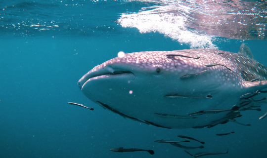 Cover #ถ้าเธอโดนเททะเลคือจุดหมาย...