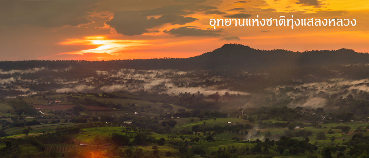 cover ทุ่งแสลงหลวง ผืนป่าสะวันนา ของเมืองไทย