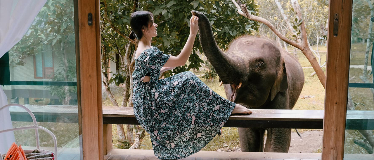 cover น้อนช้างมาปลุก ที่ The Chai Lai Orchid