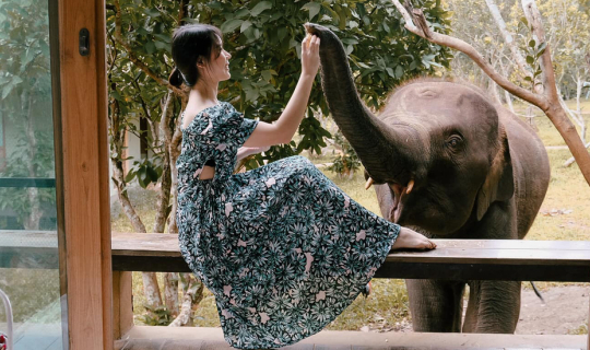 Cover น้อนช้างมาปลุก ที่ The Chai Lai Orchid...