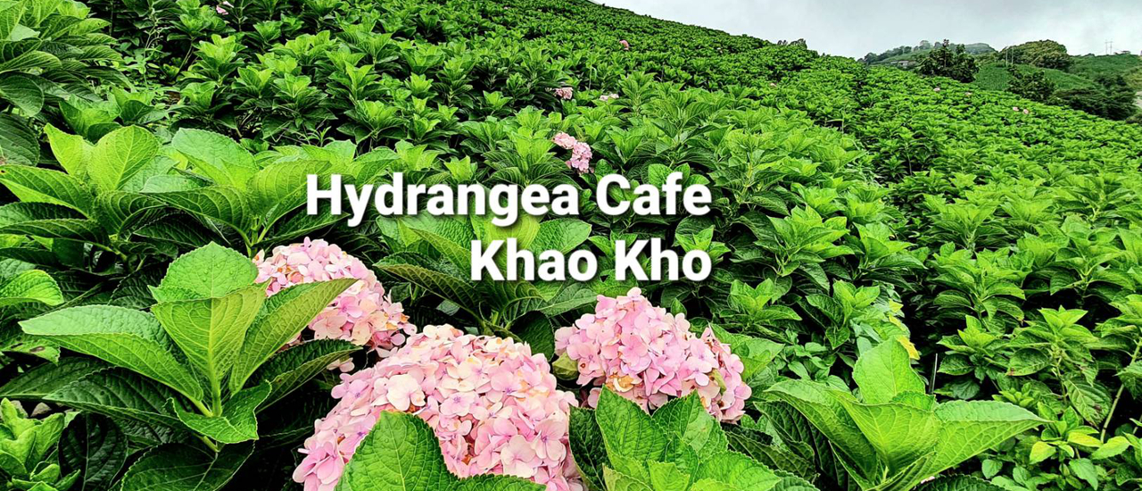 cover ทุ่งดอกไฮเดรนเยียเขาค้อ @เพชรบูรณ์