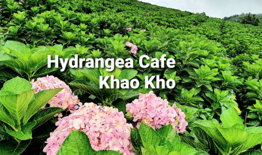 Cover ทุ่งดอกไฮเดรนเยียเขาค้อ @เพชรบูรณ์...