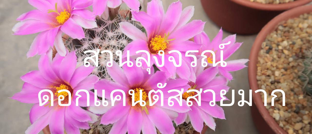 cover ชมดอกแคนตัสสวยๆ สวนลุงจรณ์ ปทุมธานี