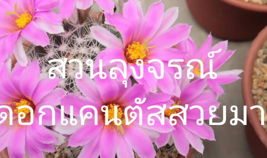 Cover ชมดอกแคนตัสสวยๆ สวนลุงจรณ์ ปทุมธานี...