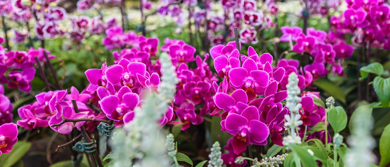 cover เด็กจิ๋ว Chill Out @Dasada Gallery and Resort ตอน When The Flowers Say