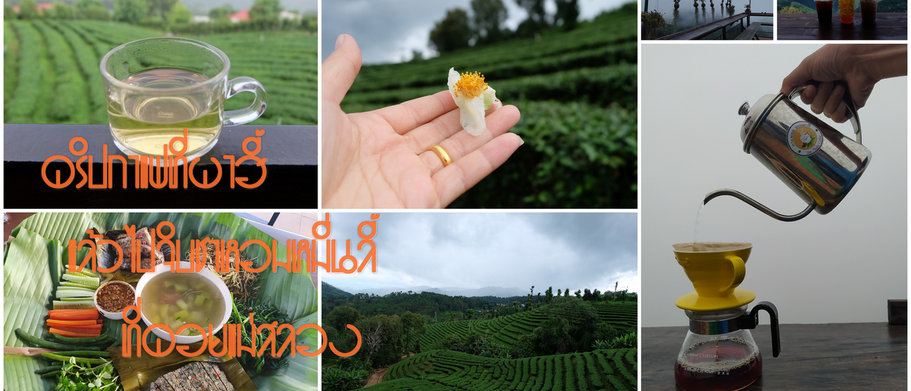 cover ดริปกาแฟที่ผาฮี้ แล้วไปจิบชาหอมหมื่นลี้ที่ดอยแม่สลอง
