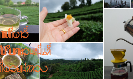 cover ดริปกาแฟที่ผาฮี้ แล้วไปจิบชาหอมหมื่นลี้ที่ดอยแม่สลอง