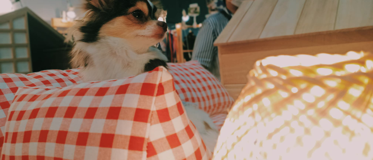 cover Bitec บางนา งาน PetExpo2020