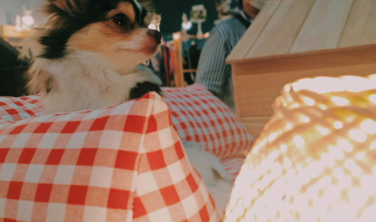 cover Bitec บางนา งาน PetExpo2020