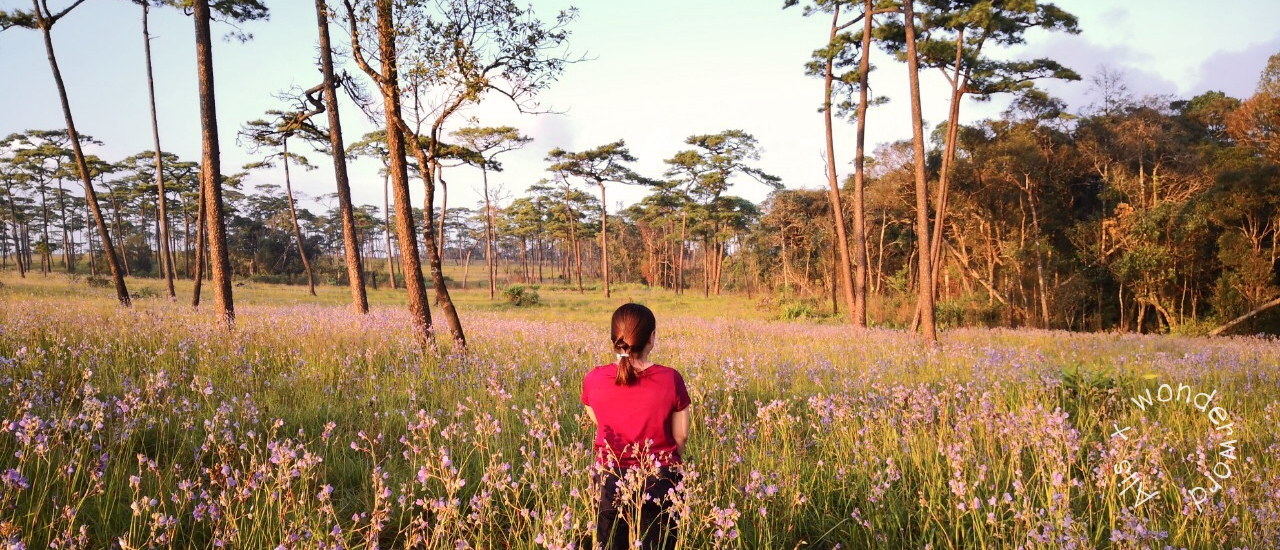 cover ภูสอยดาว เข้าป่าหน้าฝนชมดอกหงอนนาค