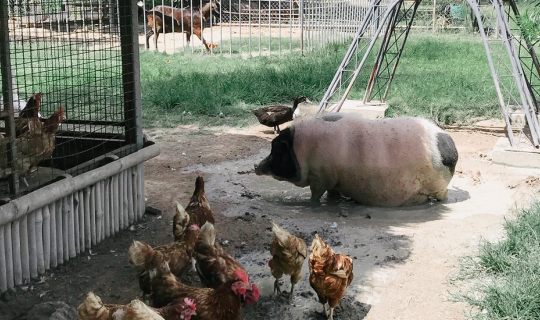 Cover "พัทยา" คาเฟ่สไตล์ยุโรป พร้อม Activity น่ารักๆมากมาย...