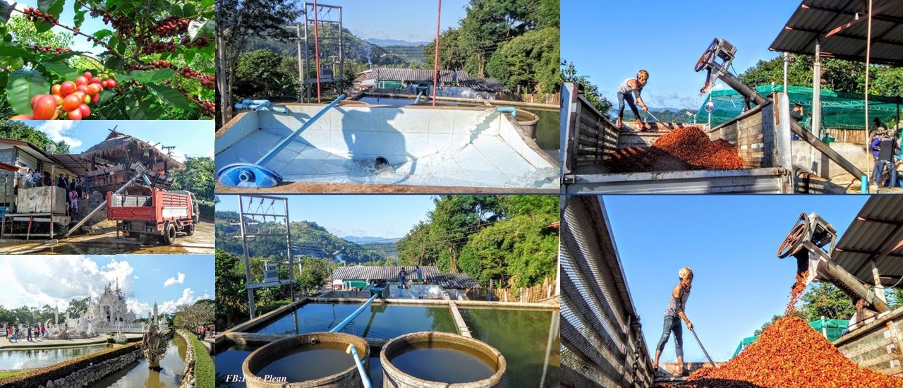 cover จิบกาแฟ แชร์รอยยิ้ม ตะลอนเที่ยวเชียงราย ชมไร่กาแฟ และกระบวนการผลิตกาแฟบนดอยช้าง แวะท่าขี้เหล็ก ไร่ชาฉุยฟง กับ CP ALL