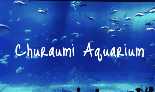cover นั่งตู้ดูปลายักษ์ ที่ Okinawa Churaumi Aquarium โอกินาว่า ญี่ปุ่น
