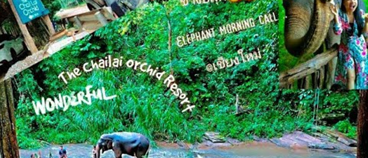 cover Chai Lai Orchid@เชียงใหม่ ช้างแม่สีเวยmorning callเที่ยวแบบบ้านๆ