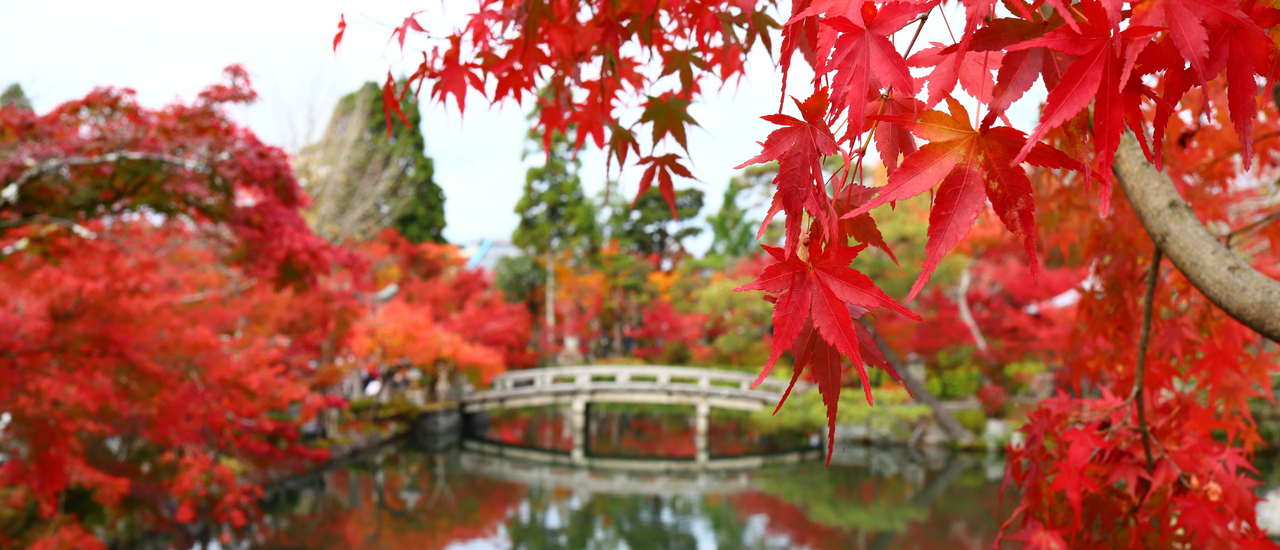 cover Eikando, Ginkakuji - Autumm in Kansai 9 DAY EP.8