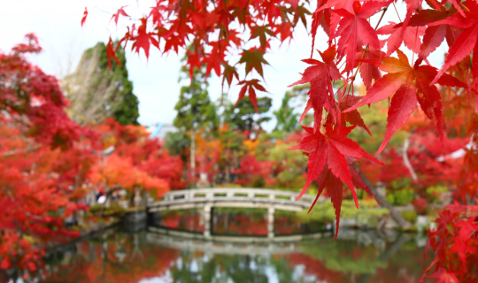 Cover Eikando, Ginkakuji - Autumm in Kansai 9 DAY EP.8...