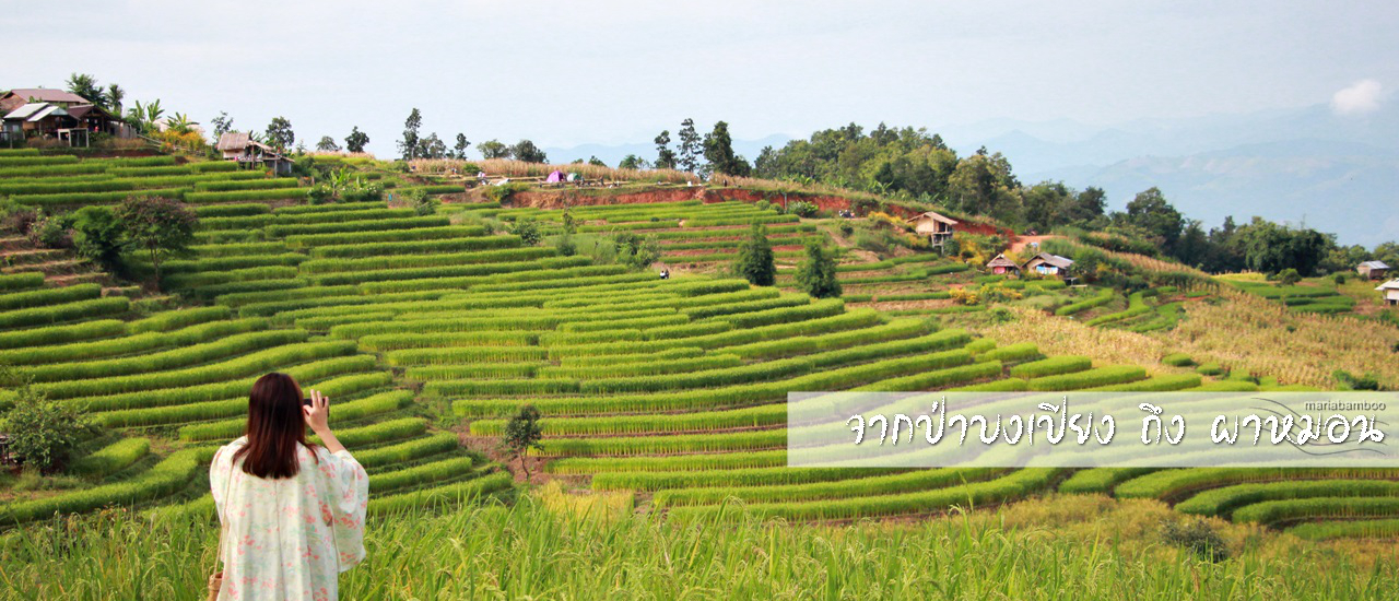 cover จากป่าบงเปียง - ผาหมอน : ทริป 2 นาขั้นบันได 2 น้ำตก และ 2 สวนดอกไม้