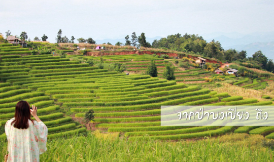 cover จากป่าบงเปียง - ผาหมอน : ทริป 2 นาขั้นบันได 2 น้ำตก และ 2 สวนดอกไม้