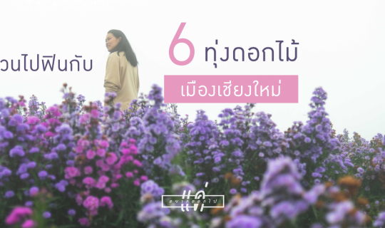 cover แค่อยากออกไป : ชวนไปฟินกับ 6 ทุ่งดอกไม้เมืองเชียงใหม่