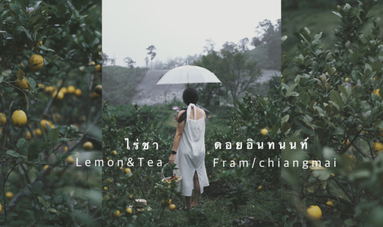 Cover Lemon & Tea Farm ดอยอินทนนท์...