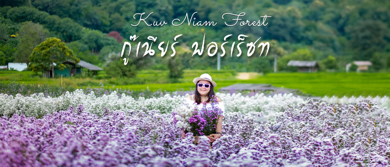 cover 🌸 Kuv Niam Forest-กู๊เนียร์ ฟอร์เร็ซท อ.แม่ริม จ.เชียงใหม่ : หนึ่งวันชิลๆ..กับ..ฟีลเจ้าหญิงแสนสวยกลางทุ่งดอกมาร์กาเร็ต 3 สี 🌸