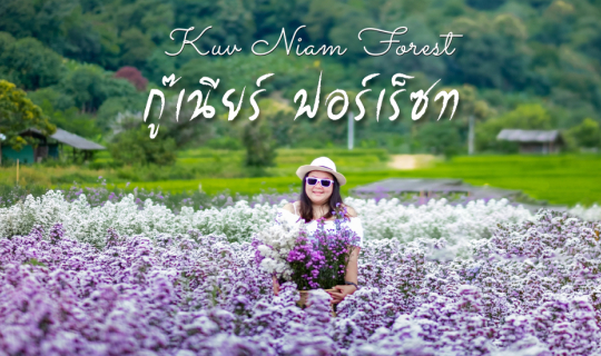 cover 🌸 Kuv Niam Forest-กู๊เนียร์ ฟอร์เร็ซท อ.แม่ริม จ.เชียงใหม่ : หนึ่งวันชิลๆ..กับ..ฟีลเจ้าหญิงแสนสวยกลางทุ่งดอกมาร์กาเร็ต 3 สี 🌸