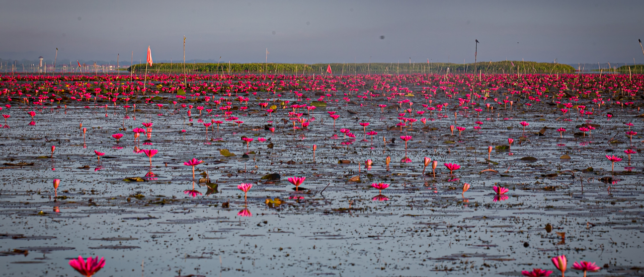 cover ทะเลน้อย-พัดลุง