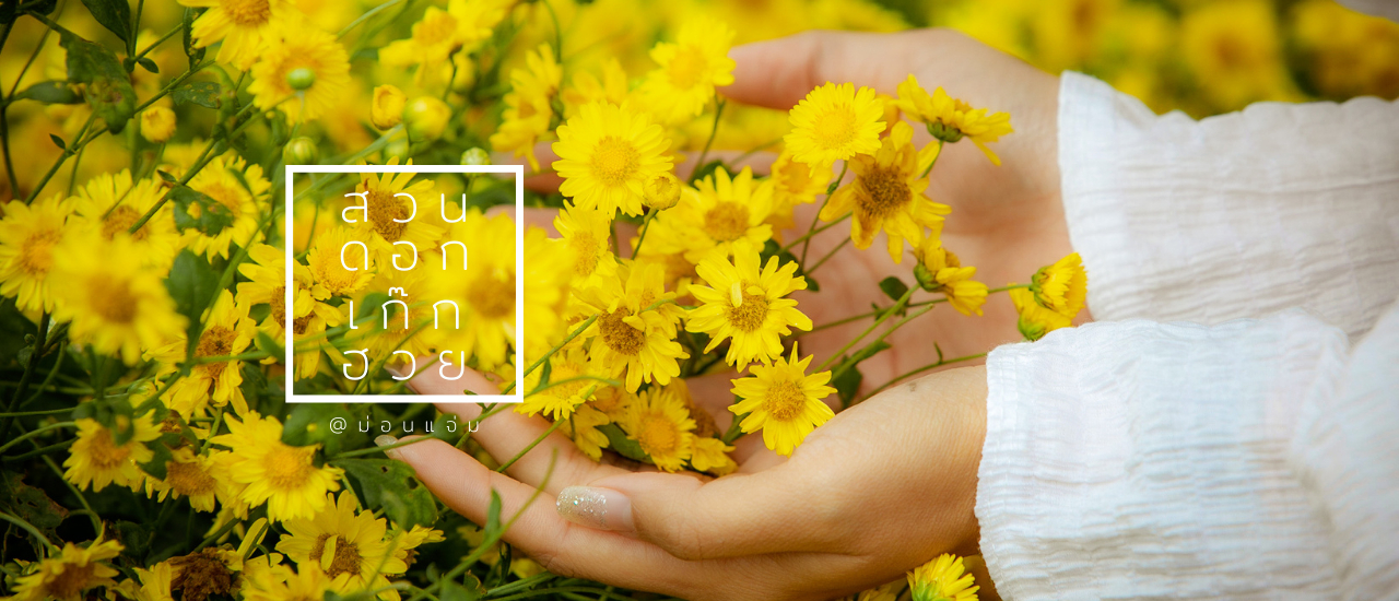 cover ดอกเก๊กฮวยม่อนแจ่ม บานเต็มสวนแล้ว ไปถ่ายรูปกัน ^^