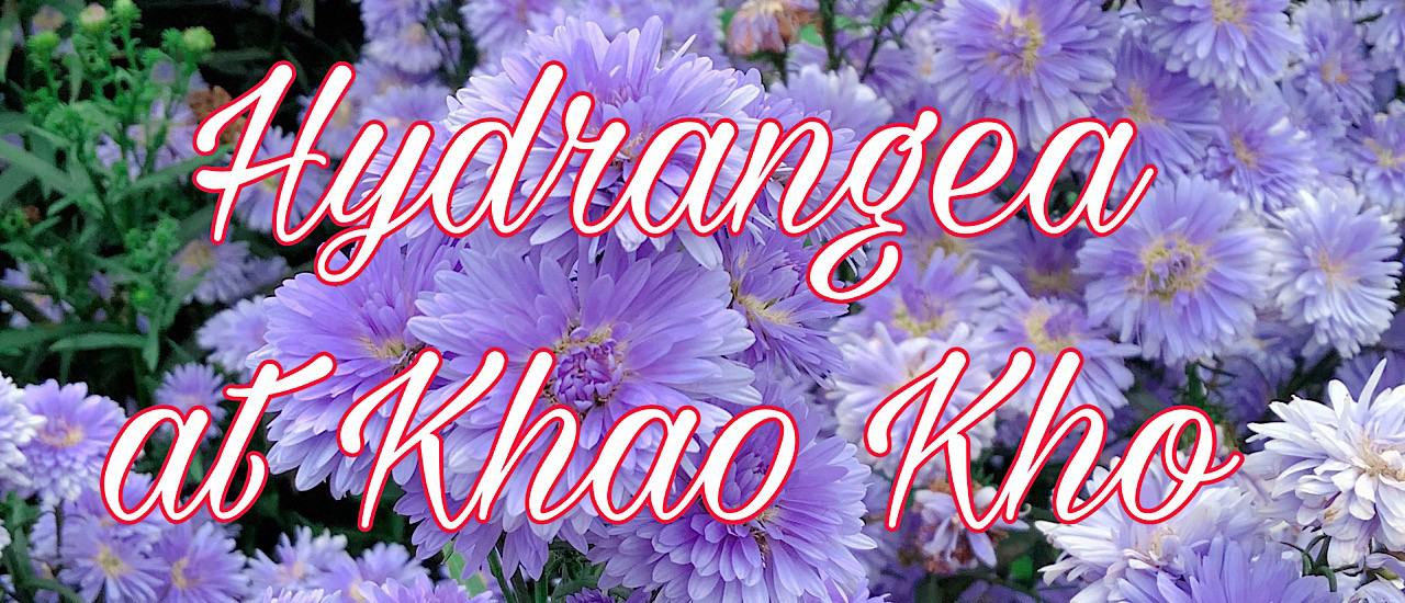 cover Hydrangea at Khao Kho