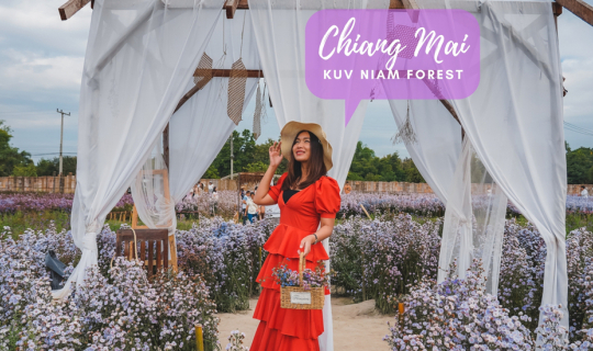 cover Kuv Niam Forest - กู๊เนียร์ ฟอร์เร็ซท สวนดอกมากาเร็ตเชียงใหม่ ขนาดใหญ่