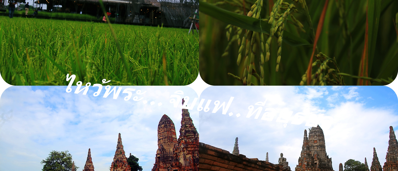 cover ไหว้พระวัดไชยวัฒนาราม..จิบแฟรักษ์นา