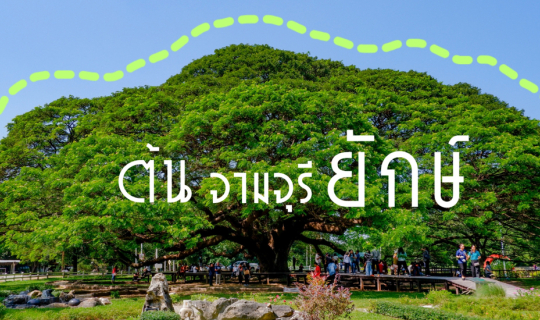 cover 🌳 ต้นจามจุรียักษ์ 🌳 อีกหนึ่งสถานที่ท่องเที่ยว​น่าสนใจ ที่อยู่คู่เมืองกาญจน์มายาวนาน