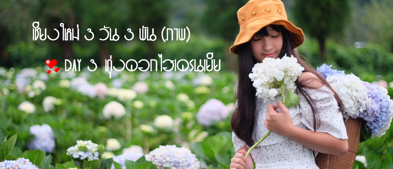 cover เชียงใหม่ 3 วัน 3 พัน(ภาพ) Day 3 End of story : สวนป่าดอยบ่อหลวง >> ทุ่งดอกไฮเดรนเยีย
