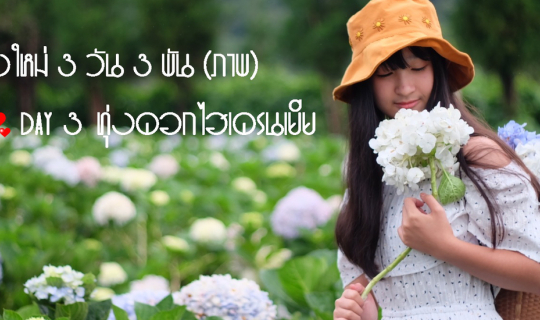 cover เชียงใหม่ 3 วัน 3 พัน(ภาพ) Day 3 End of story : สวนป่าดอยบ่อหลวง >> ทุ่งดอกไฮเดรนเยีย