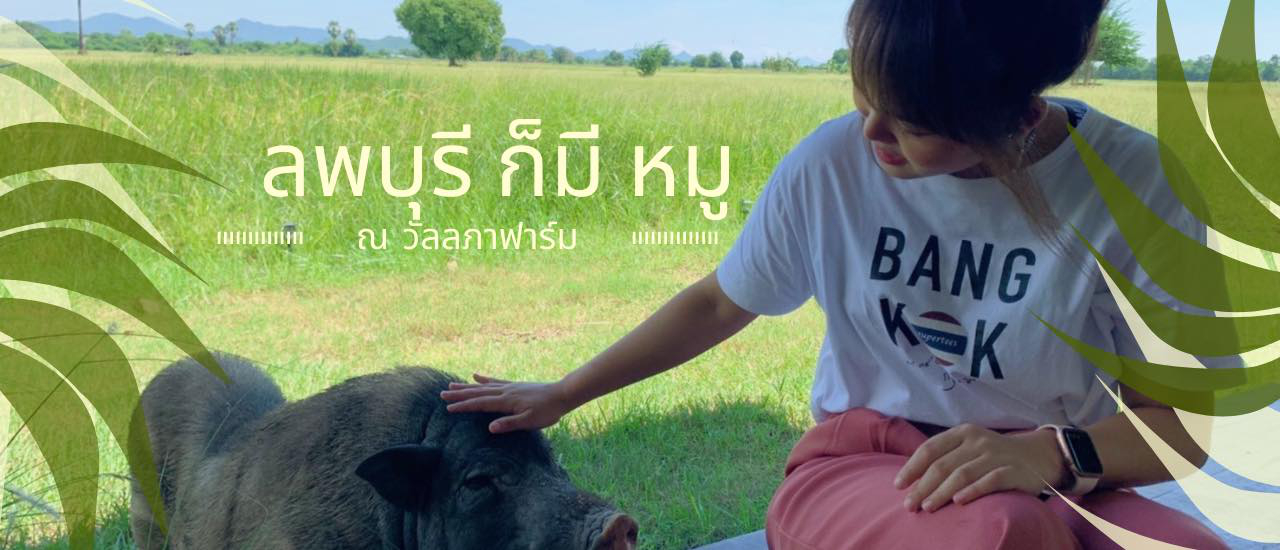 cover ลพบุรี ก็มี หมู