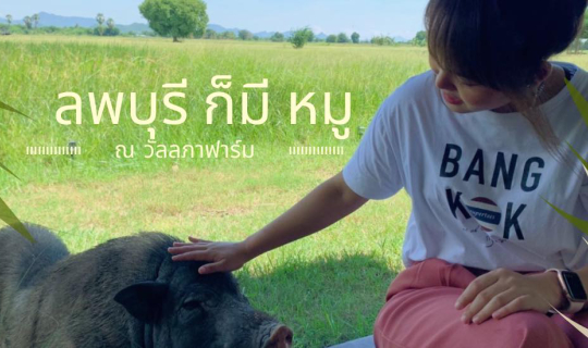 Cover ลพบุรี ก็มี หมู...