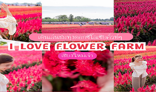 cover เดินเล่นชมทุ่งดอกซีโลเซียคิ้วท์ๆ  ที่ I LOVE FLOWER FARM เชียงใหม่