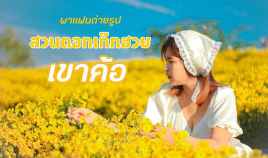 cover สวนดอกเก๊กฮวย เขาค้อ