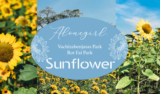 Cover ทุ่งทานตะวัน 🌻 สวนรถไฟ กรุงเทพฯ...