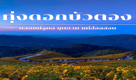 Cover "ทุ่งดอกบัวตองดอยแม่อูคอ" จ.แม่ฮ่องสอน...