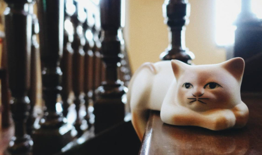 cover "รวมพลคนหลงแมว The Cat Society" Night at the Museum Siam