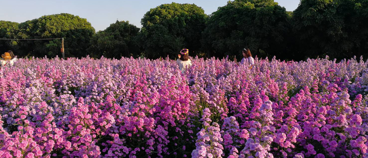 cover เที่ยวสวนดอกไม้ลุงลพ เชียงใหม่ ไม่ต้องต่อคิว มีคาเฟ่ด้วยจ้า