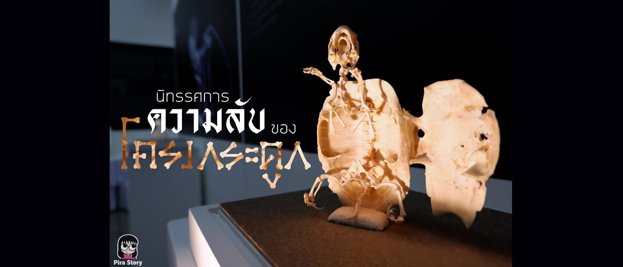 cover ความลับของโครงกระดูก (Skeleton's Secrets) ศึกษากายวิภาคสัตว์ ที่พิพิธภัณฑ์ จุฬาลงกรณ์มหาวิทยาลัย