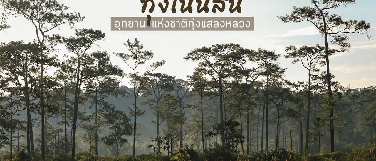 cover ทุ่งโนนสน : ดอกไม้ป่า ทุ่งหญ้า ลานสน