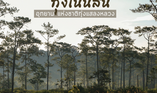 cover ทุ่งโนนสน : ดอกไม้ป่า ทุ่งหญ้า ลานสน