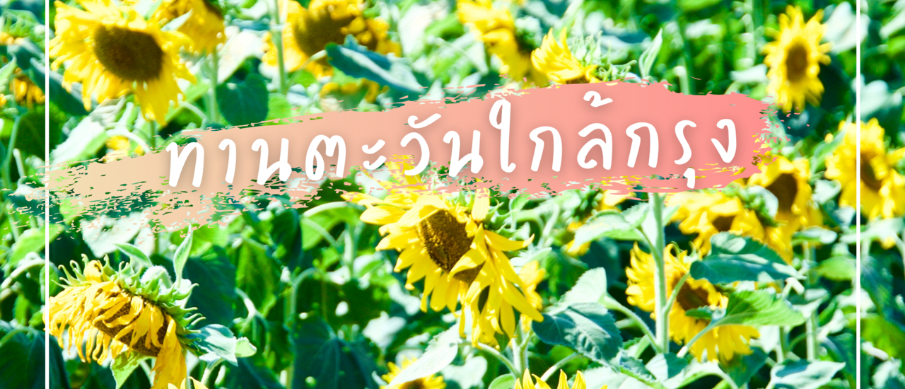 cover ทุ่งทานตะวันใกล้กรุง ที่เที่ยวสุพรรณบุรี วันเดียวก็เที่ยวได้