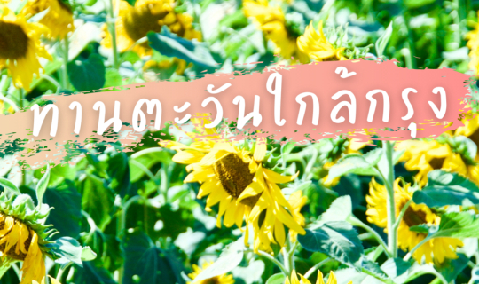 cover ทุ่งทานตะวันใกล้กรุง ที่เที่ยวสุพรรณบุรี วันเดียวก็เที่ยวได้
