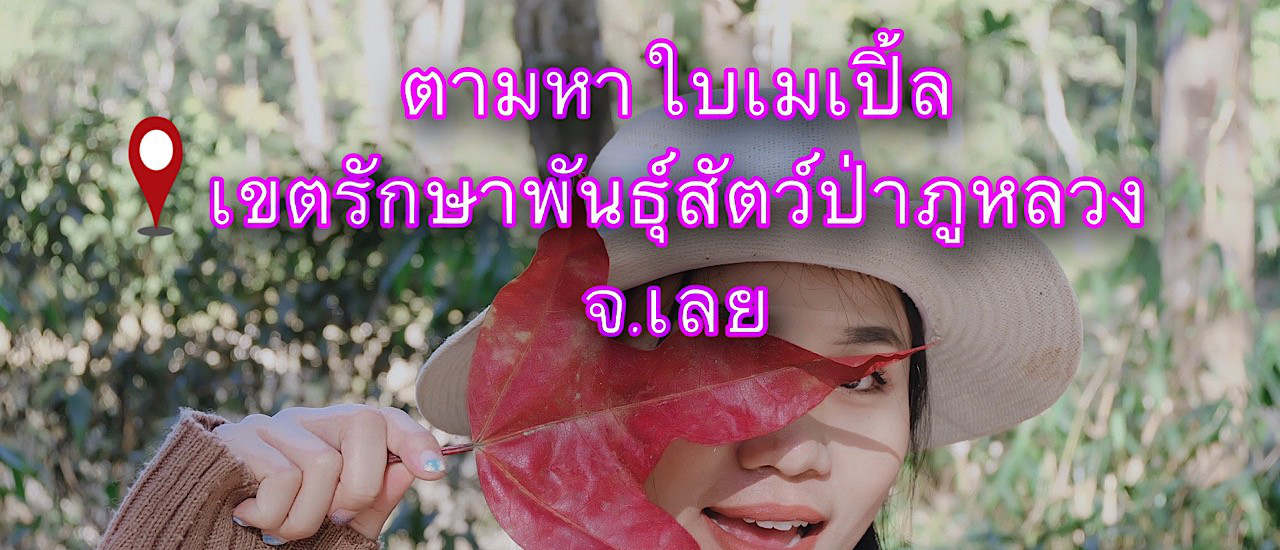 cover ตามหาใบเมเปิ้ล ณ เขตรักษาพันธุ์สัตว์ป่าภูหลวง จ.เลย