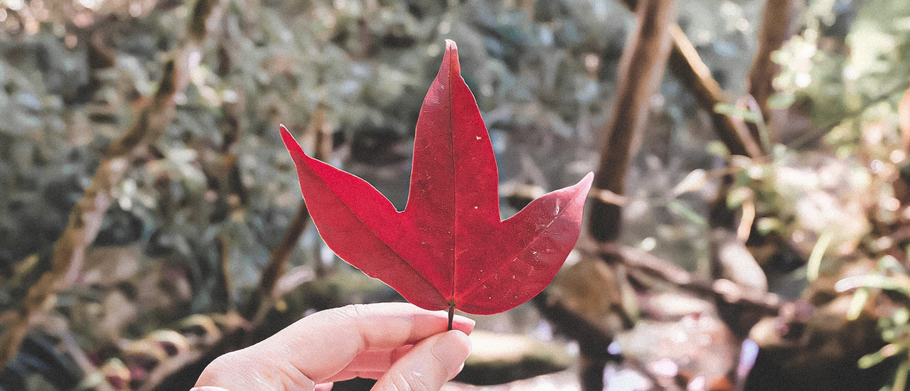 cover หนาวนี้ที่เมืองเลย 🍁 ตามหาใบเมเปิ้ลแดงที่เขตรักษาพันธุ์สัตว์ป่าภูหลวง