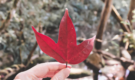 cover หนาวนี้ที่เมืองเลย 🍁 ตามหาใบเมเปิ้ลแดงที่เขตรักษาพันธุ์สัตว์ป่าภูหลวง